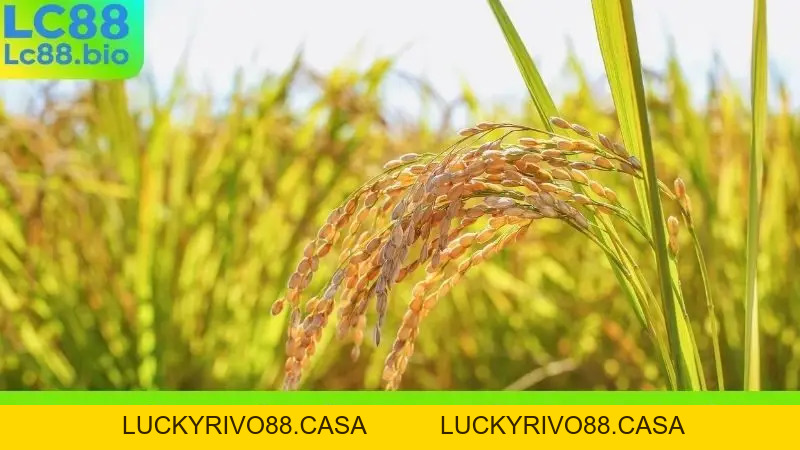 Nằm Mơ Thấy Lúa Chín Đánh Số Gì? Giải Mã Giấc Mơ Lô Đề