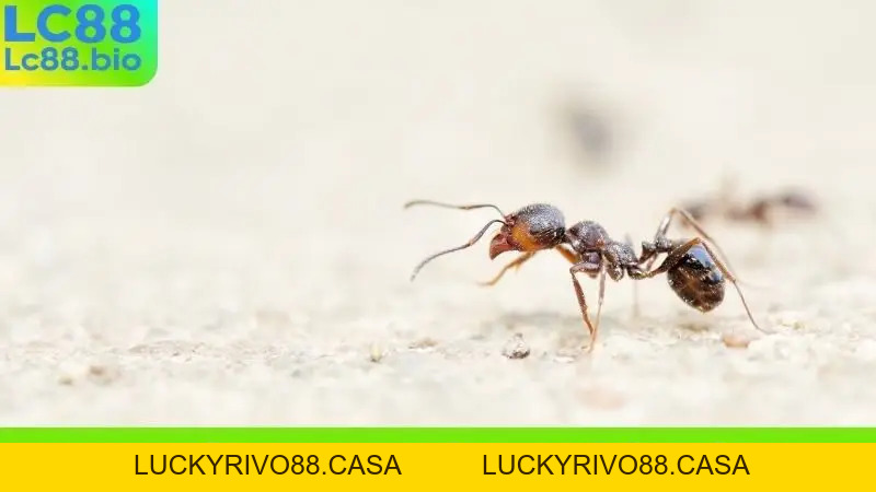 Nằm Mơ Thấy Kiến Đánh Con Gì? Bí Quyết Soi Cầu Chuẩn Xác