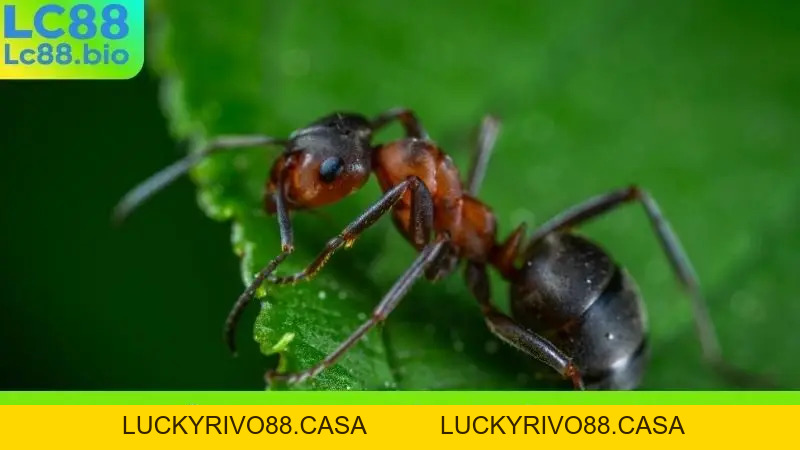 Nằm Mơ Thấy Kiến Đánh Con Gì? Bí Quyết Soi Cầu Chuẩn Xác