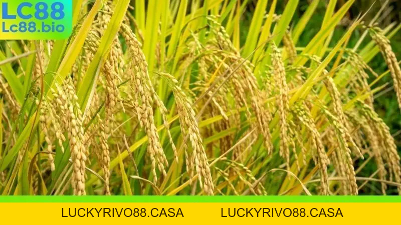 Nằm Mơ Thấy Lúa Chín Đánh Số Gì? Giải Mã Giấc Mơ Lô Đề