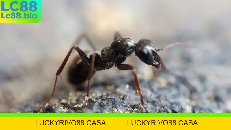 Nằm Mơ Thấy Kiến Đánh Con Gì? Bí Quyết Soi Cầu Chuẩn Xác