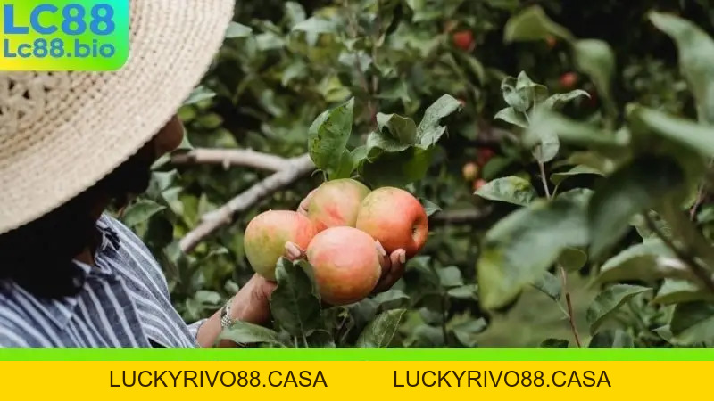 Nằm Mơ Thấy Hái Trái Cây Chín Ăn Nên Đánh Con Gì Chiều Nay