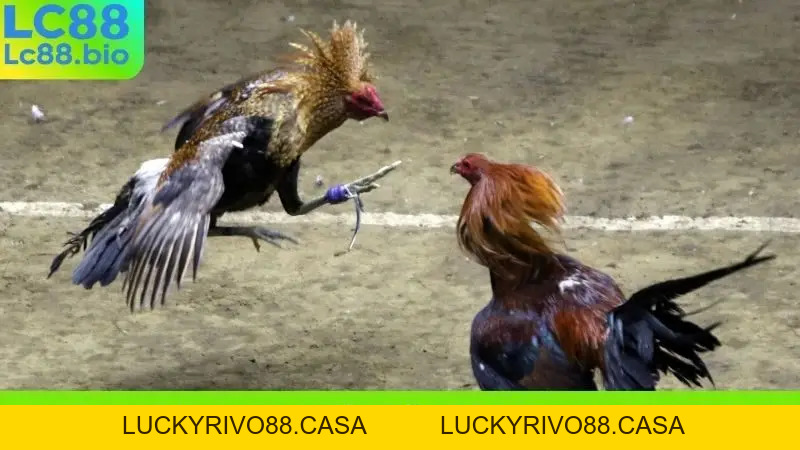 Trải Nghiệm Đá Gà LC88 - Thắng Đậm, Rinh Quà Liền Tay!