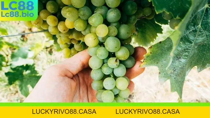 Nằm Mơ Thấy Hái Trái Cây Chín Ăn Nên Đánh Con Gì Chiều Nay