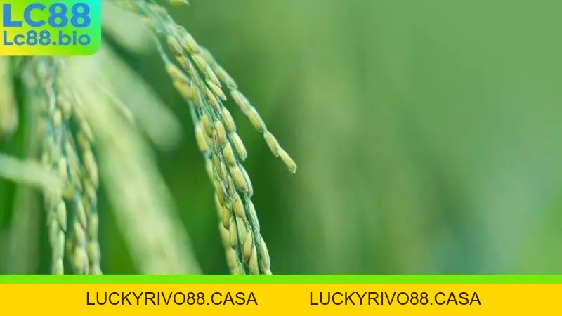Nằm Mơ Thấy Lúa Chín Đánh Số Gì? Giải Mã Giấc Mơ Lô Đề