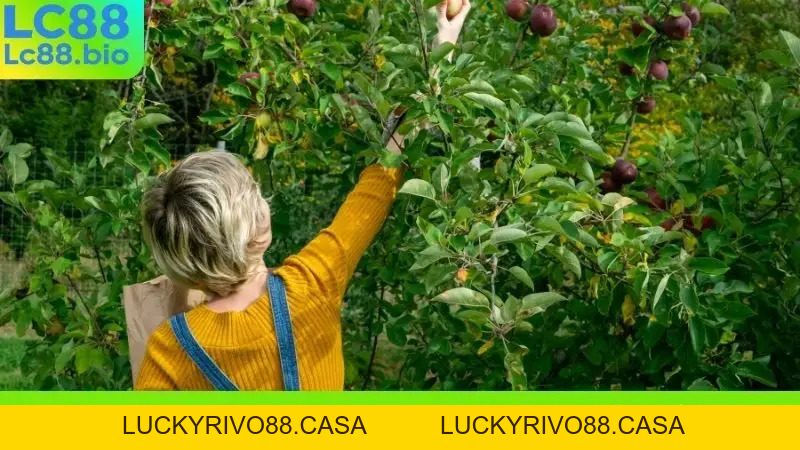 Nằm Mơ Thấy Hái Trái Cây Chín Ăn Nên Đánh Con Gì Chiều Nay
