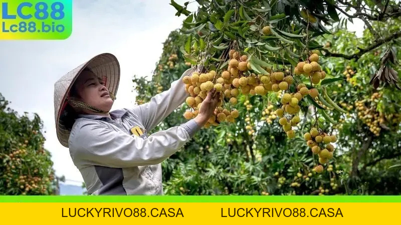 Nằm Mơ Thấy Hái Trái Cây Chín Ăn Nên Đánh Con Gì Chiều Nay