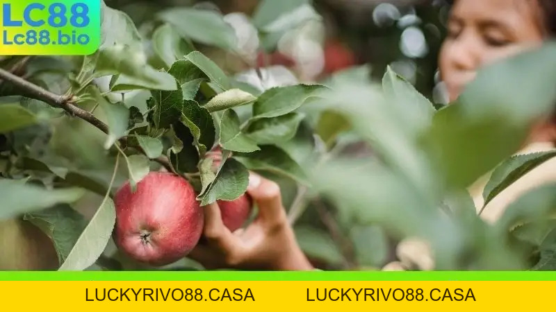 Sổ Mơ LC88 - Giải Mã Giấc Mơ, Tìm Kiếm Con Số Vàng