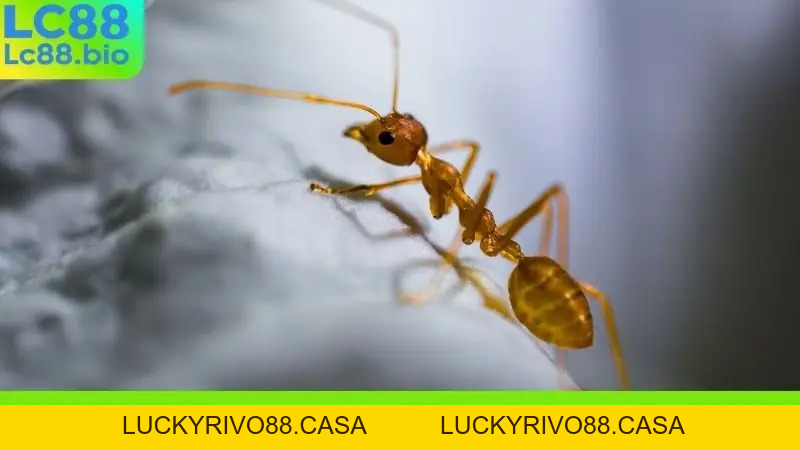 Nằm Mơ Thấy Kiến Đánh Con Gì? Bí Quyết Soi Cầu Chuẩn Xác