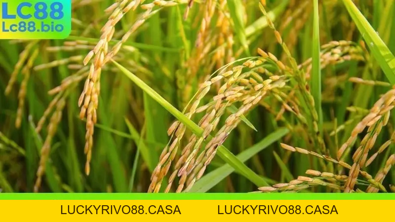 Nằm Mơ Thấy Lúa Chín Đánh Số Gì? Giải Mã Giấc Mơ Lô Đề