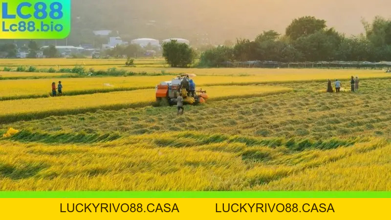 Sổ Mơ LC88 - Giải Mã Giấc Mơ, Tìm Kiếm Con Số Vàng