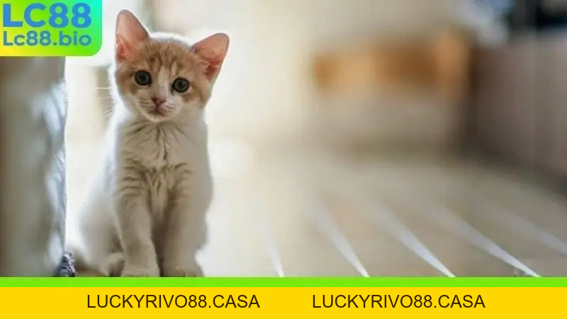 Nằm Mơ Thấy Mèo Vào Nhà - Điềm Báo May Mắn Hay Xui Xẻo?