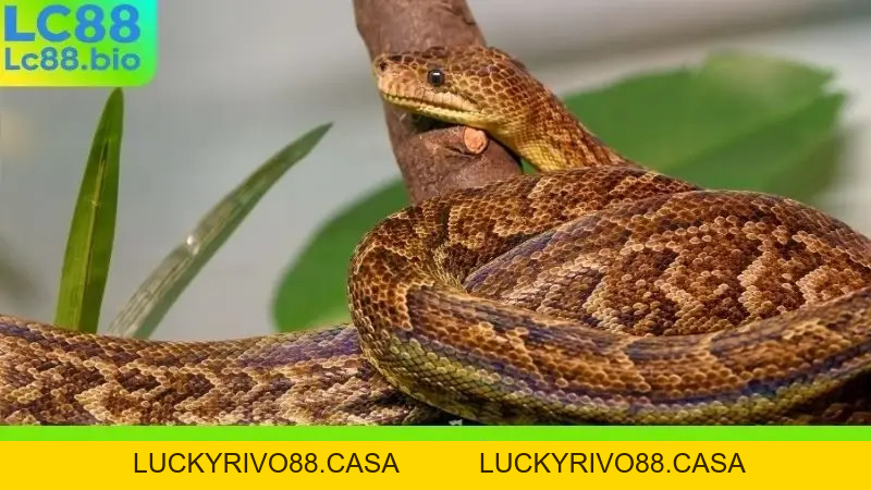 Nằm Mơ Thấy Con Trăn Khổng Lồ - Điềm Báo Gì Về Tài Lộc?