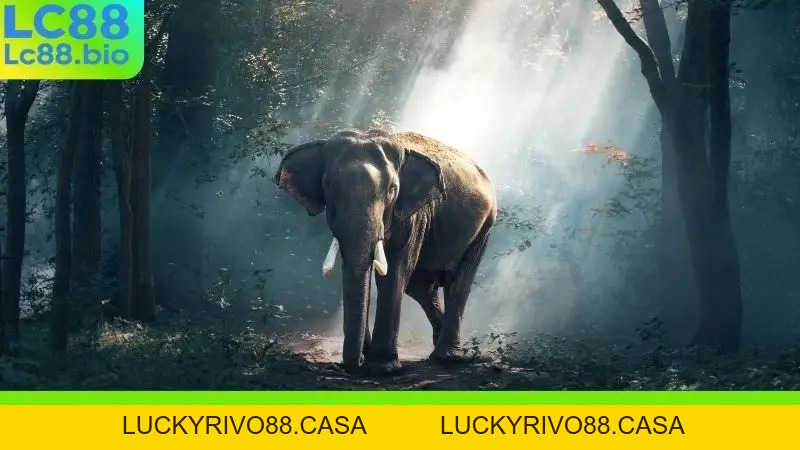 Nằm Mơ Thấy Con Voi - Giải Mã điềm Báo Tài Lộc Hay Thách Thức