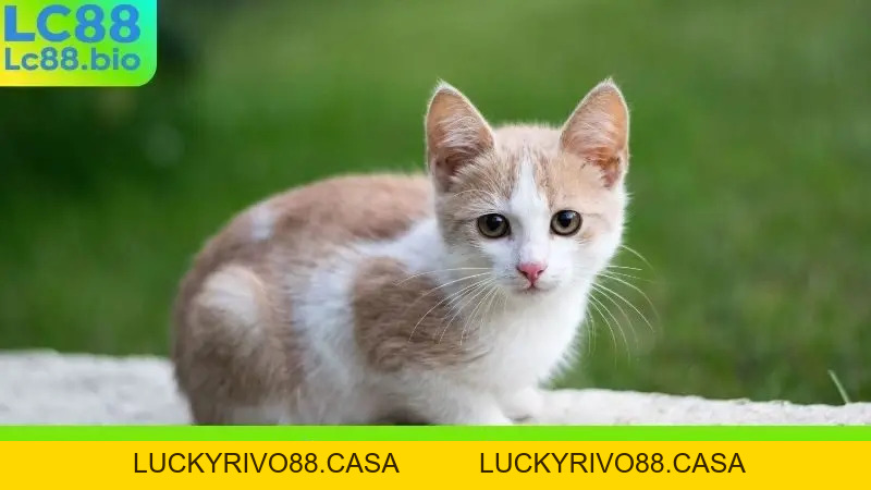 Nằm Mơ Thấy Mèo Vào Nhà - Điềm Báo May Mắn Hay Xui Xẻo?