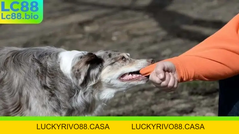 Nằm Mơ Thấy Chó Cắn - Điềm Báo Xui Xẻo Hay May Mắn Sắp Tới?