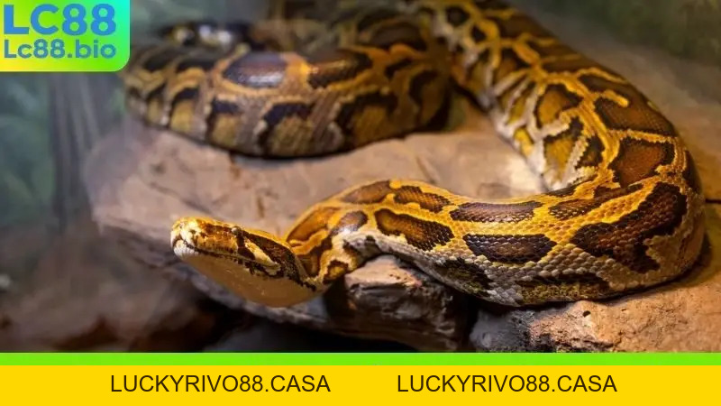 Nằm Mơ Thấy Con Trăn Khổng Lồ - Điềm Báo Gì Về Tài Lộc?