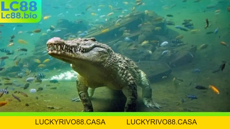 Nằm Mơ Thấy Con Trăn Khổng Lồ - Điềm Báo Gì Về Tài Lộc?