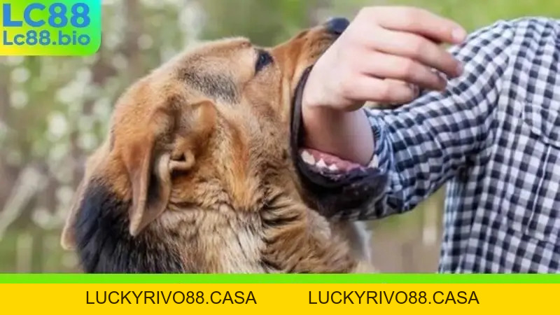 Sổ Mơ LC88 - Giải Mã Giấc Mơ, Tìm Kiếm Con Số Vàng