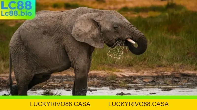 Nằm Mơ Thấy Con Voi - Giải Mã điềm Báo Tài Lộc Hay Thách Thức