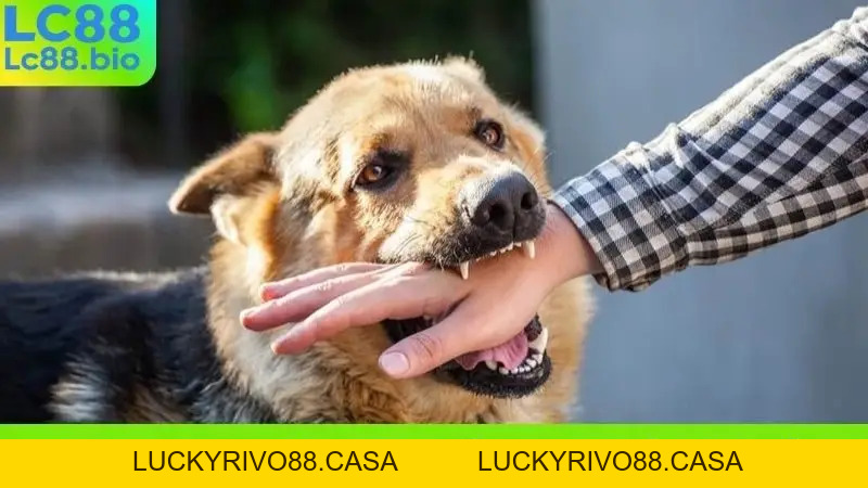 Nằm Mơ Thấy Chó Cắn - Điềm Báo Xui Xẻo Hay May Mắn Sắp Tới?