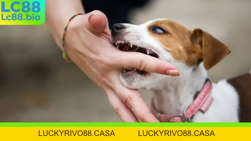 Nằm Mơ Thấy Chó Cắn - Điềm Báo Xui Xẻo Hay May Mắn Sắp Tới?