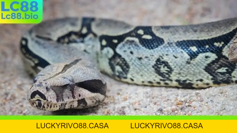 Nằm Mơ Thấy Con Trăn Khổng Lồ - Điềm Báo Gì Về Tài Lộc?